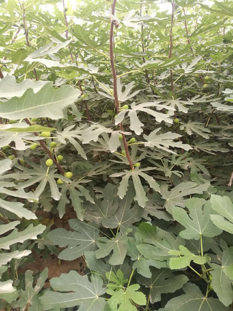 无花果种子四季庭院播种蜜果奶浆果文仙果树苗果树种子籽