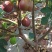 无花果种子四季庭院播种蜜果奶浆果文仙果树苗果树种子籽
