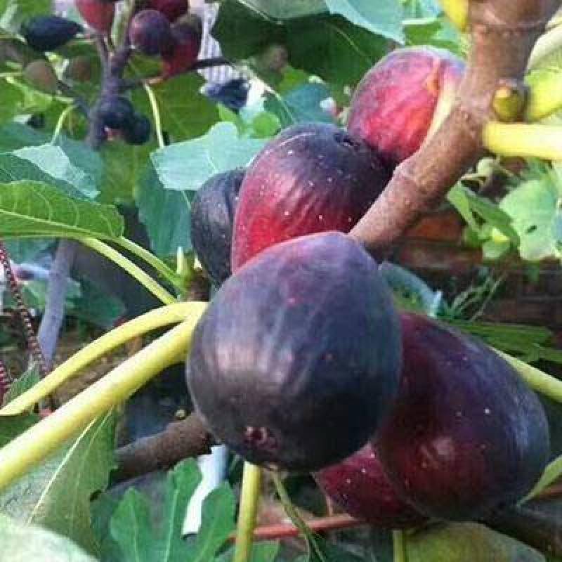 无花果种子四季庭院播种蜜果奶浆果文仙果树苗果树种子籽