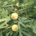 无花果种子四季庭院播种蜜果奶浆果文仙果树苗果树种子籽