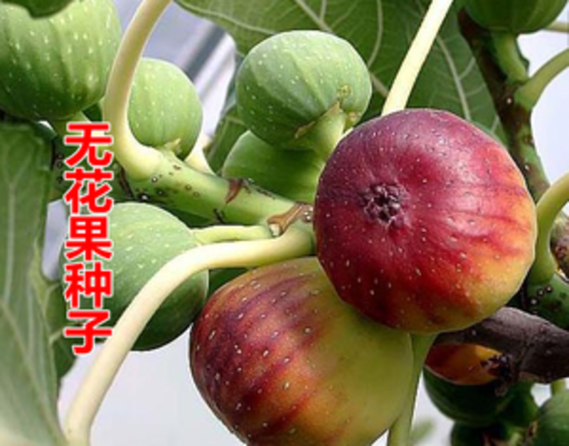 无花果种子四季庭院播种蜜果奶浆果文仙果树苗果树种子籽