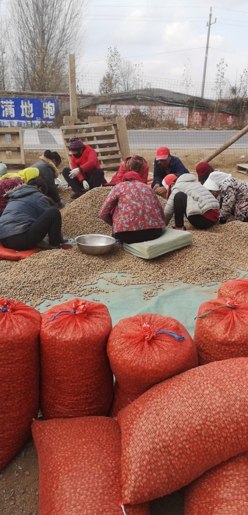 钟德洪牌山药豆潍坊市昌乐县德洪果蔬专业合作社供应