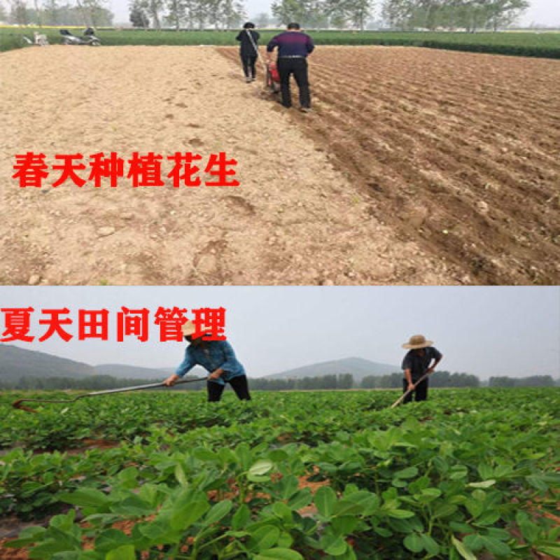 花生油山东特产5斤装×2桶食用油植物油炒菜农家自榨纯正物