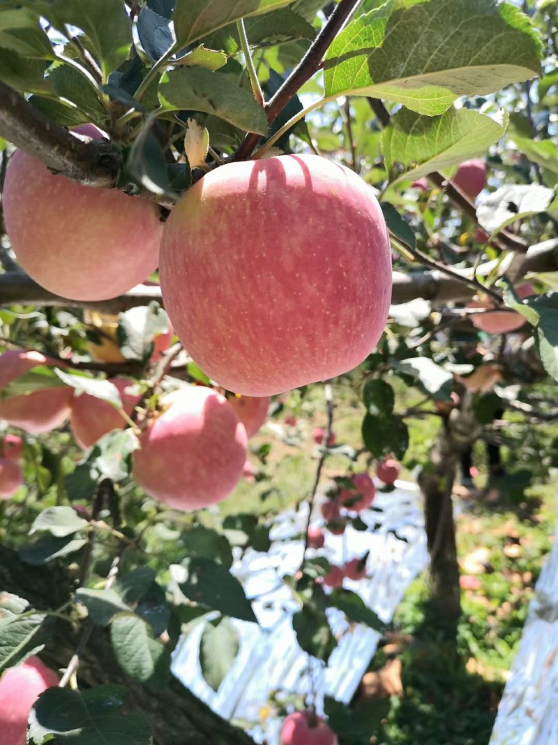苹果一件代发