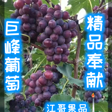 乐亭巨峰葡萄降价了！有需求的客户可以联系了！