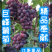 乐亭巨峰葡萄降价了！有需求的客户可以联系了！