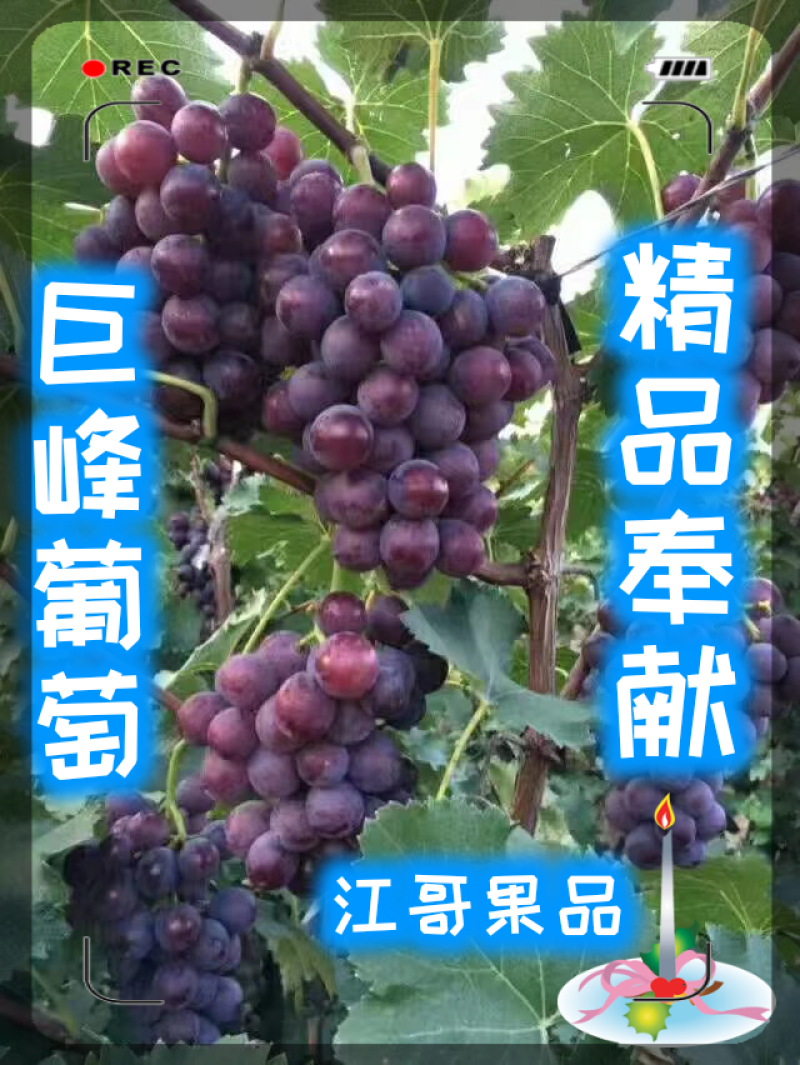 乐亭巨峰葡萄降价了！有需求的客户可以联系了！