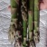 新鲜芦笋农村自种鲜嫩直达现采现发农家自种鲜嫩脆