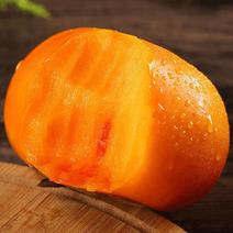 巧克力柿子脆柿甜柿子1/5/10斤装当季应季时令新鲜水果