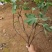 无花果树苗当年结果盆栽地栽南方北方种植波姬红紫果特大无花