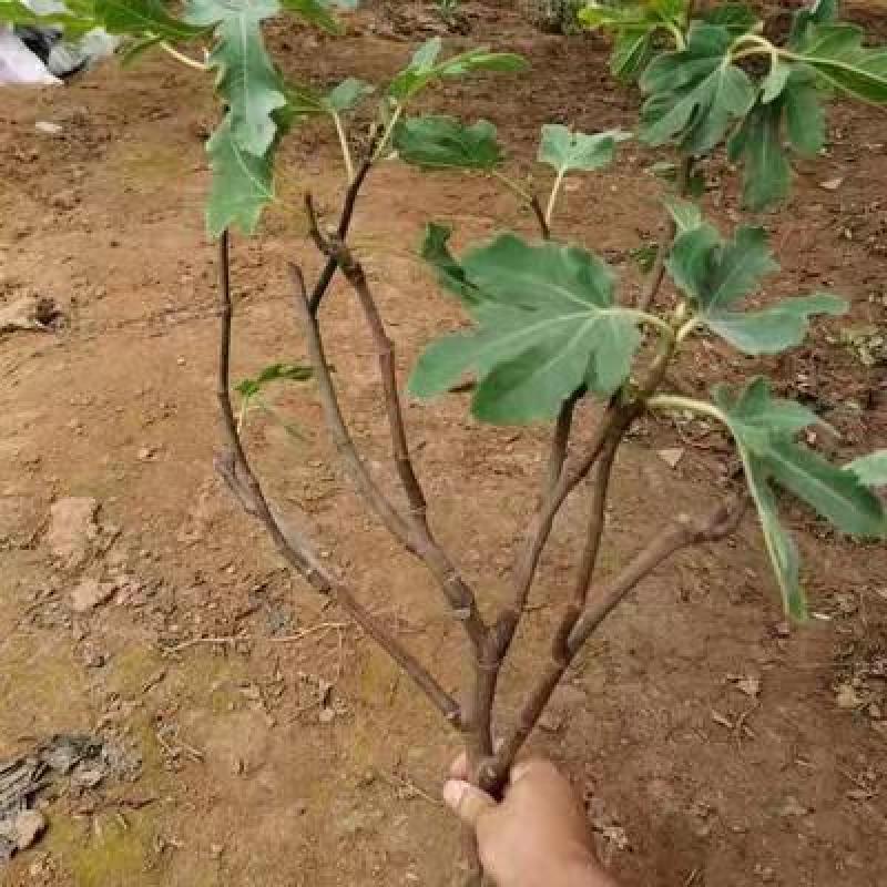 无花果树苗当年结果盆栽地栽南方北方种植波姬红紫果特大无花