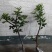 无花果树苗当年结果盆栽地栽南方北方种植波姬红紫果特大无花