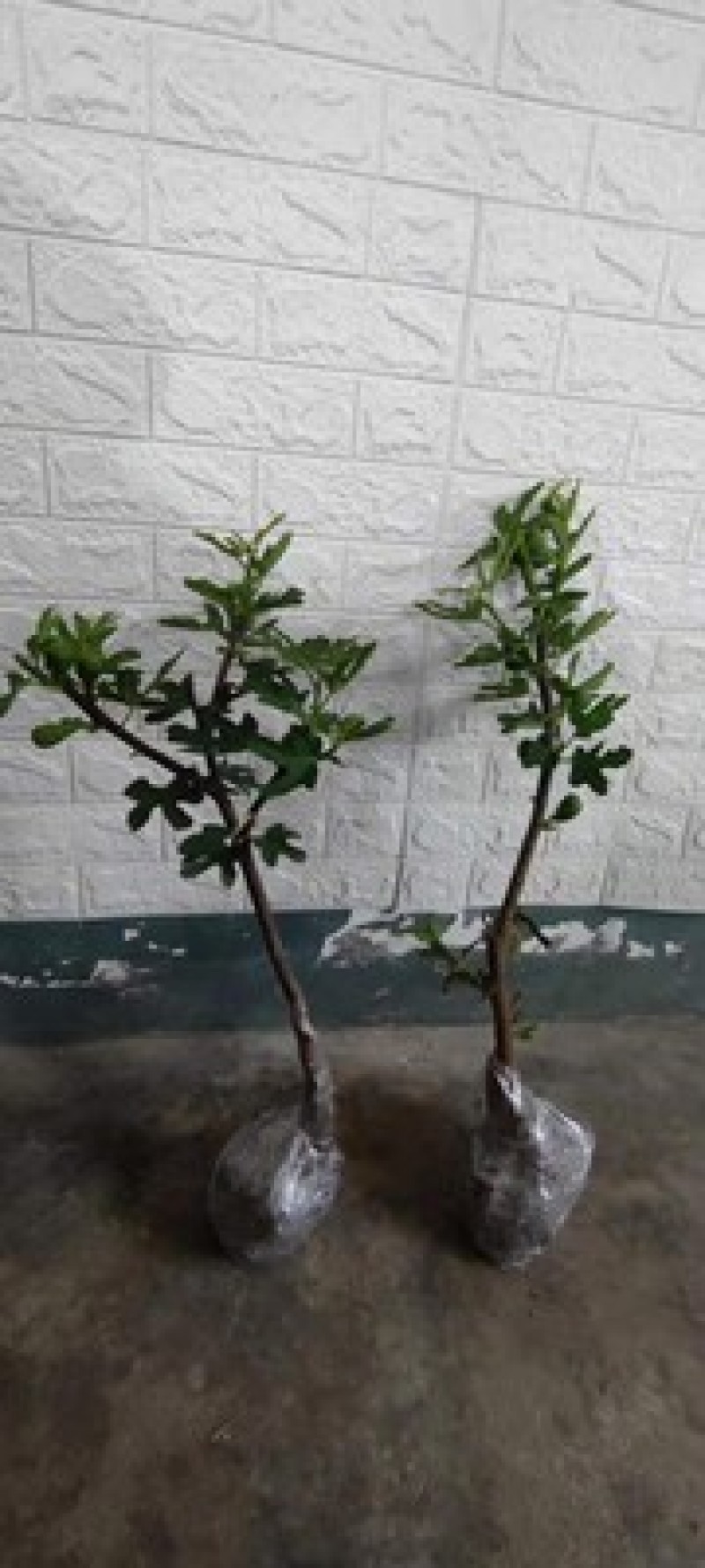 无花果树苗当年结果盆栽地栽南方北方种植波姬红紫果特大无花