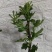 无花果树苗当年结果盆栽地栽南方北方种植波姬红紫果特大无花