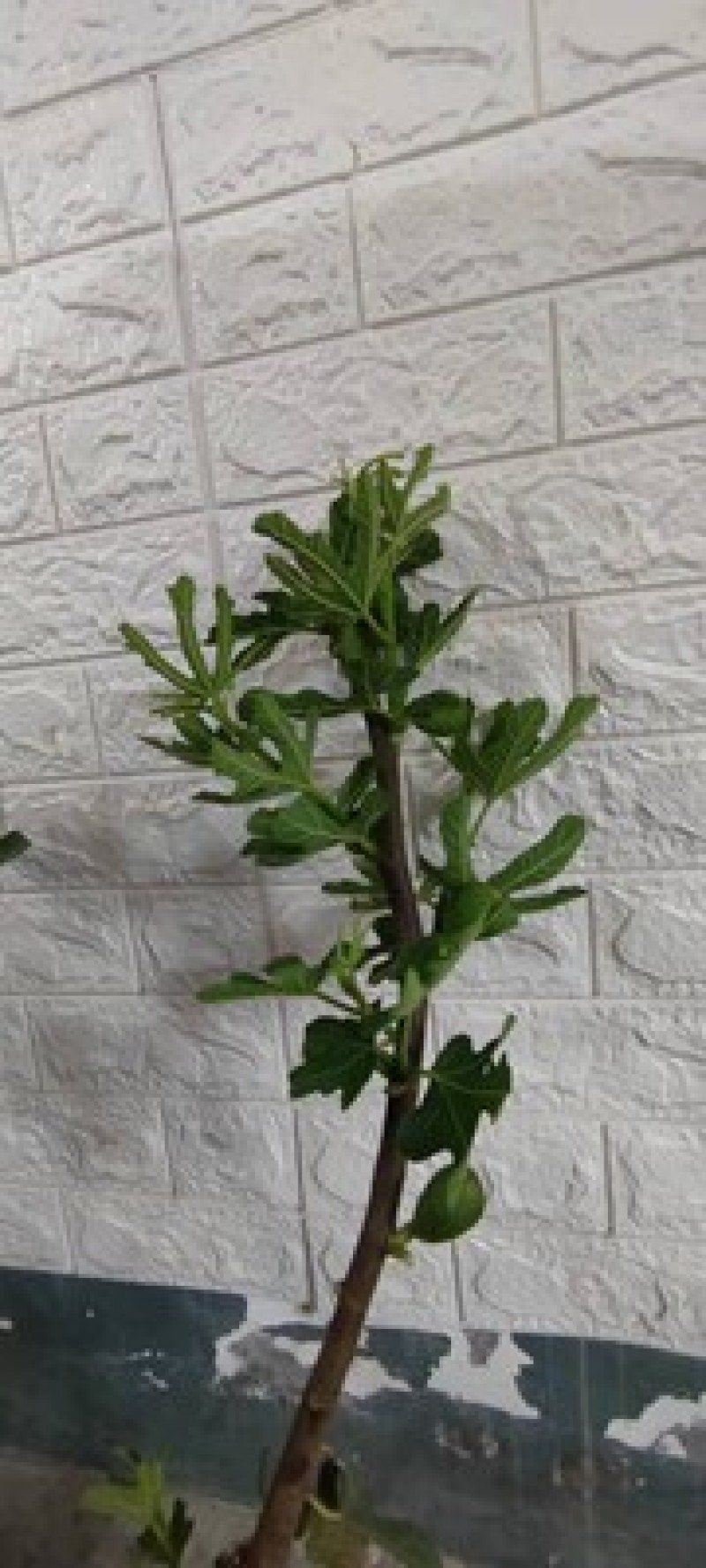 无花果树苗当年结果盆栽地栽南方北方种植波姬红紫果特大无花