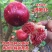 无花果树苗当年结果盆栽地栽南方北方种植波姬红紫果特大无花
