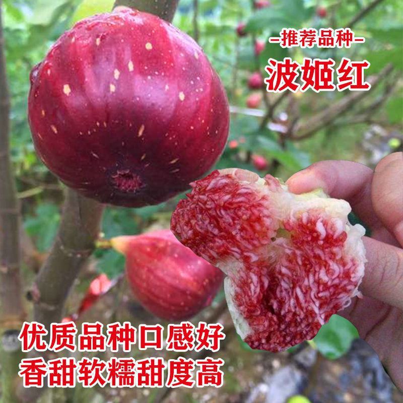 无花果树苗当年结果盆栽地栽南方北方种植波姬红紫果特大无花