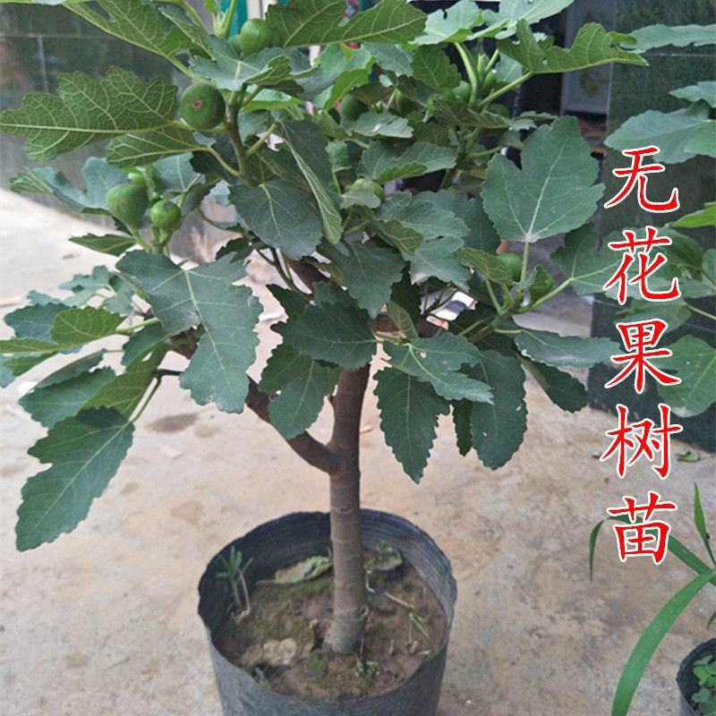 无花果树苗当年结果盆栽地栽南方北方种植波姬红紫果特大无花