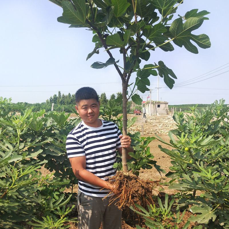 无花果树苗当年结果盆栽地栽南方北方种植波姬红紫果特大无花