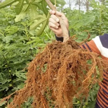 无花果树苗当年结果盆栽地栽南方北方种植波姬红紫果特大无花