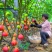 无花果树苗当年结果盆栽地栽南方北方种植波姬红紫果特大无花