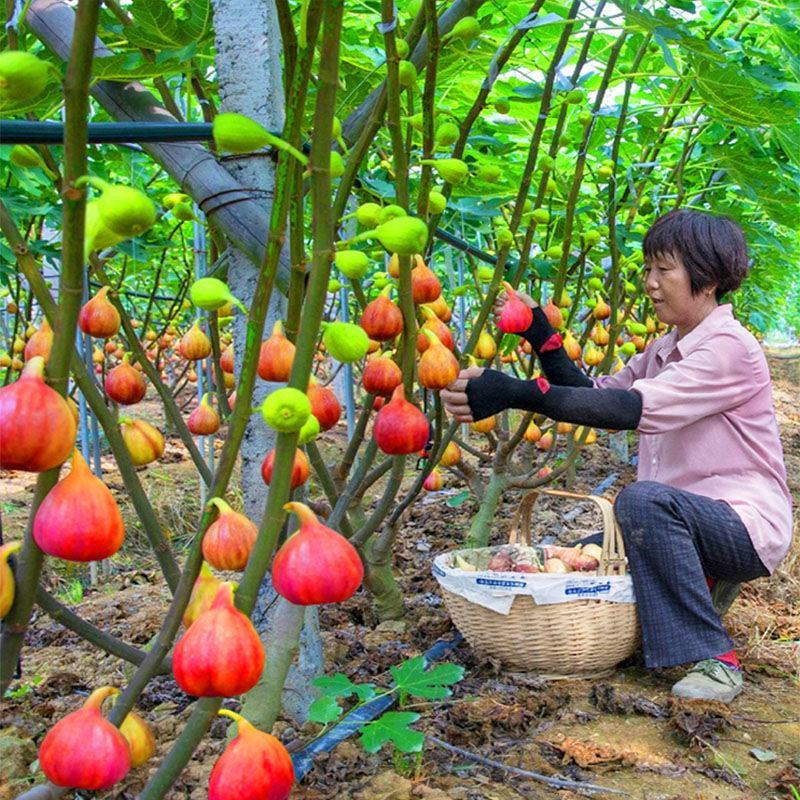 无花果树苗当年结果盆栽地栽南方北方种植波姬红紫果特大无花