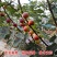 无花果树苗当年结果盆栽地栽南方北方种植波姬红紫果特大无花