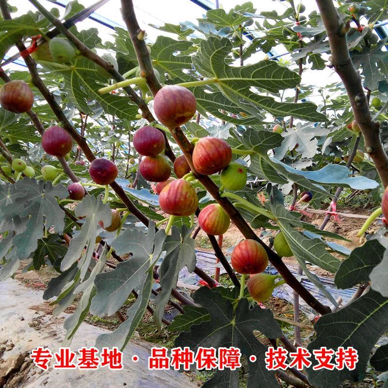 无花果树苗当年结果盆栽地栽南方北方种植波姬红紫果特大无花