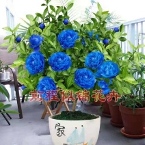 忘忧茶花让人忘记忧愁的浓香型花卉招财耐寒室内室外可种植