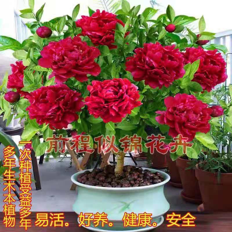 忘忧茶花让人忘记忧愁的浓香型花卉招财耐寒室内室外可种植