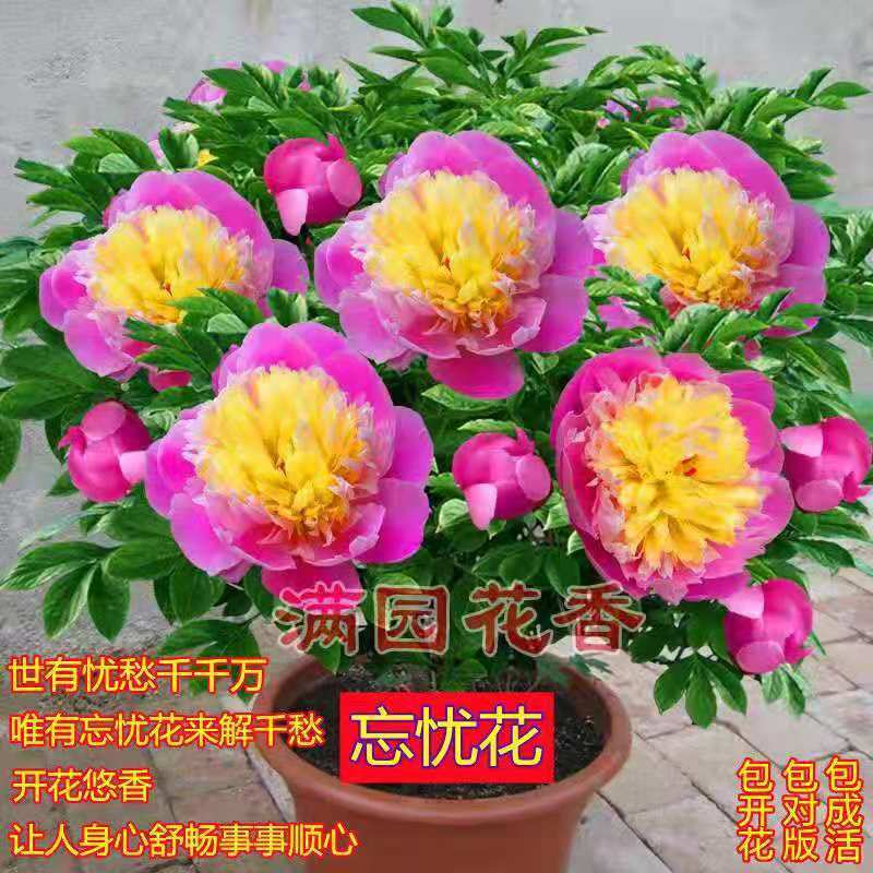 忘忧茶花让人忘记忧愁的浓香型花卉招财耐寒室内室外可种植