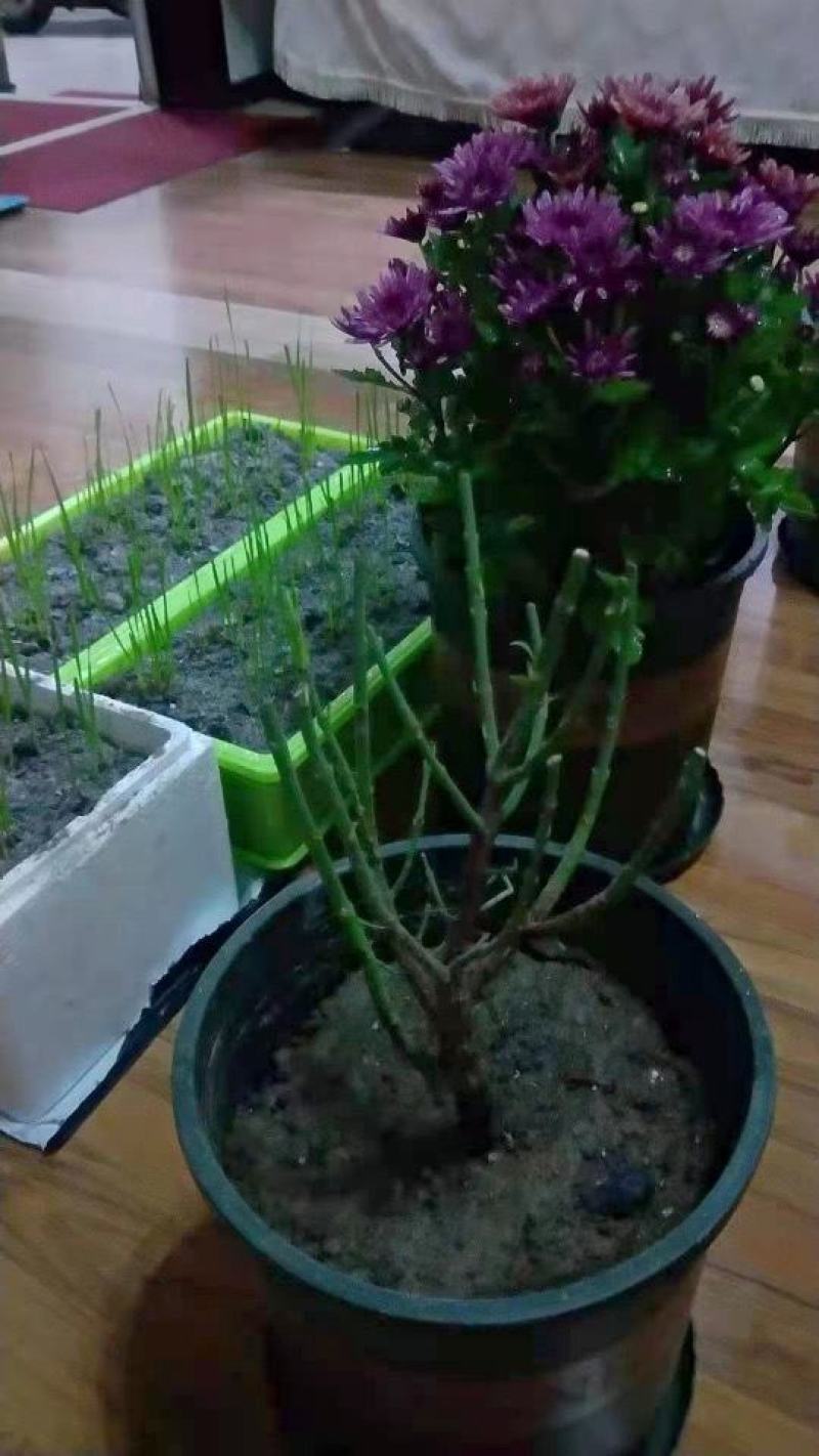 忘忧茶花让人忘记忧愁的浓香型花卉招财耐寒室内室外可种植