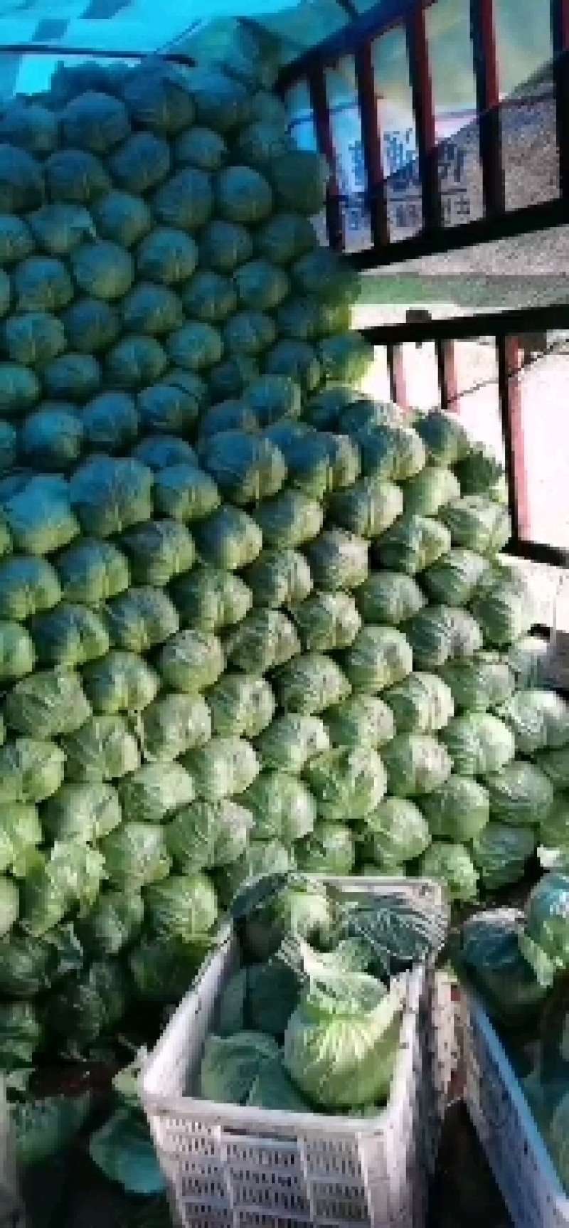 河北甘蓝，精品头茬，现摘先发量大质优，全国供应