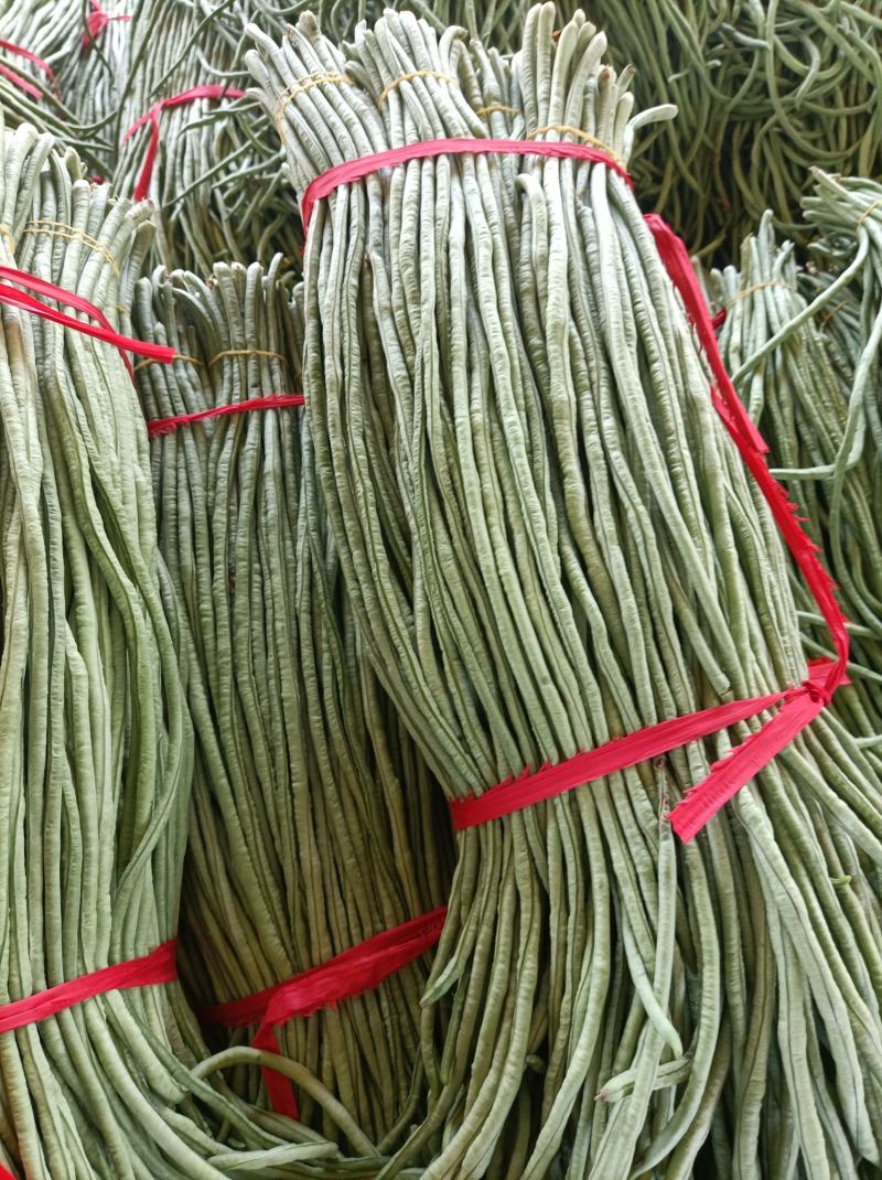 新乐市豆角8月份大量上市欢迎新老客户前来选购随到随装车