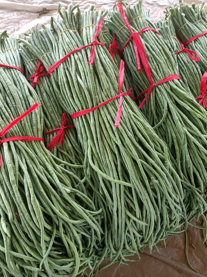 新乐市豆角8月份大量上市欢迎新老客户前来选购随到随装车