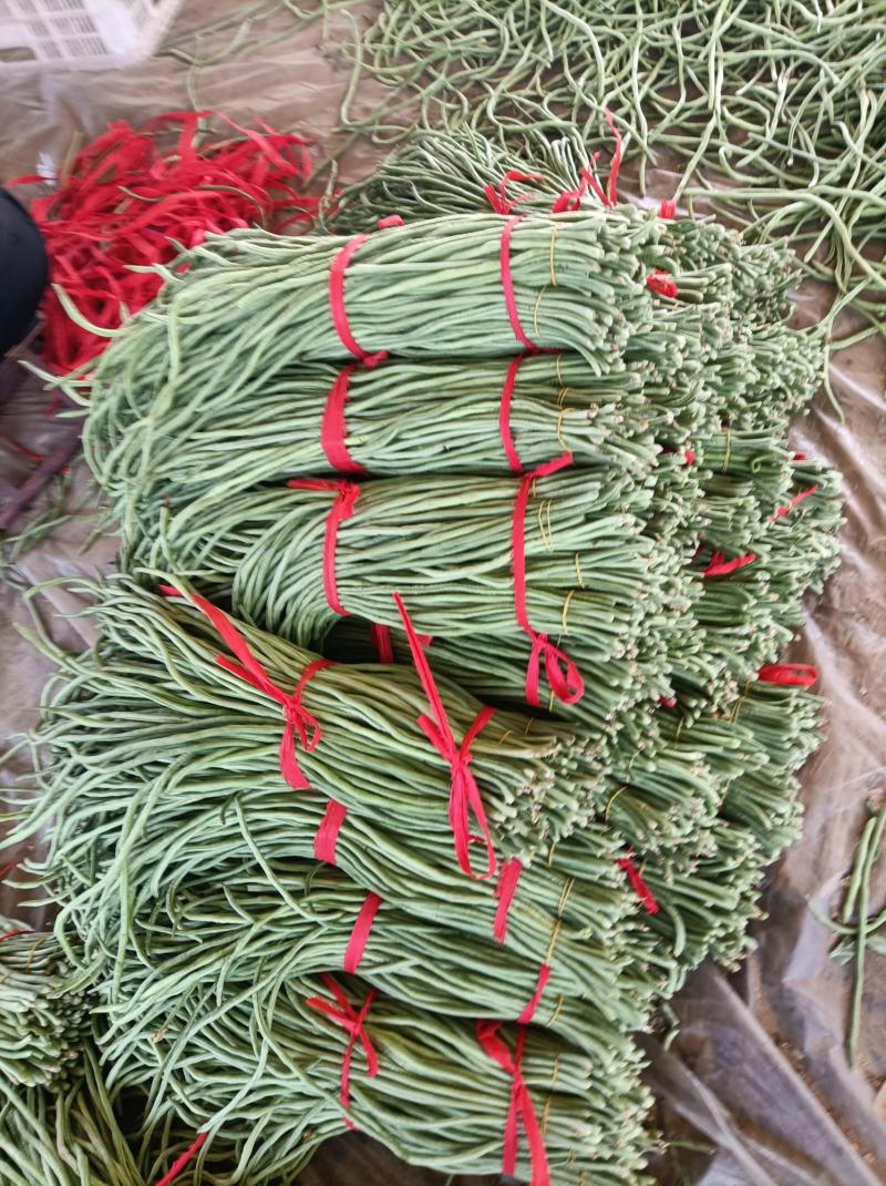 新乐市豆角8月份大量上市欢迎新老客户前来选购随到随装车