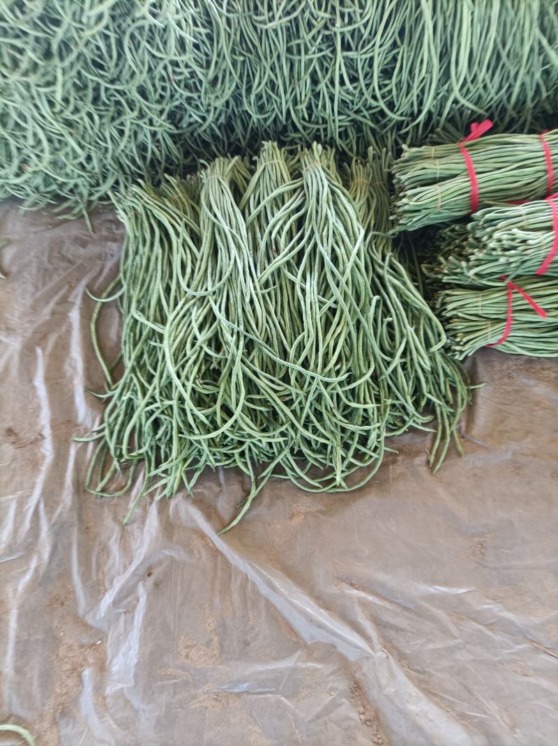 新乐市豆角8月份大量上市欢迎新老客户前来选购随到随装车