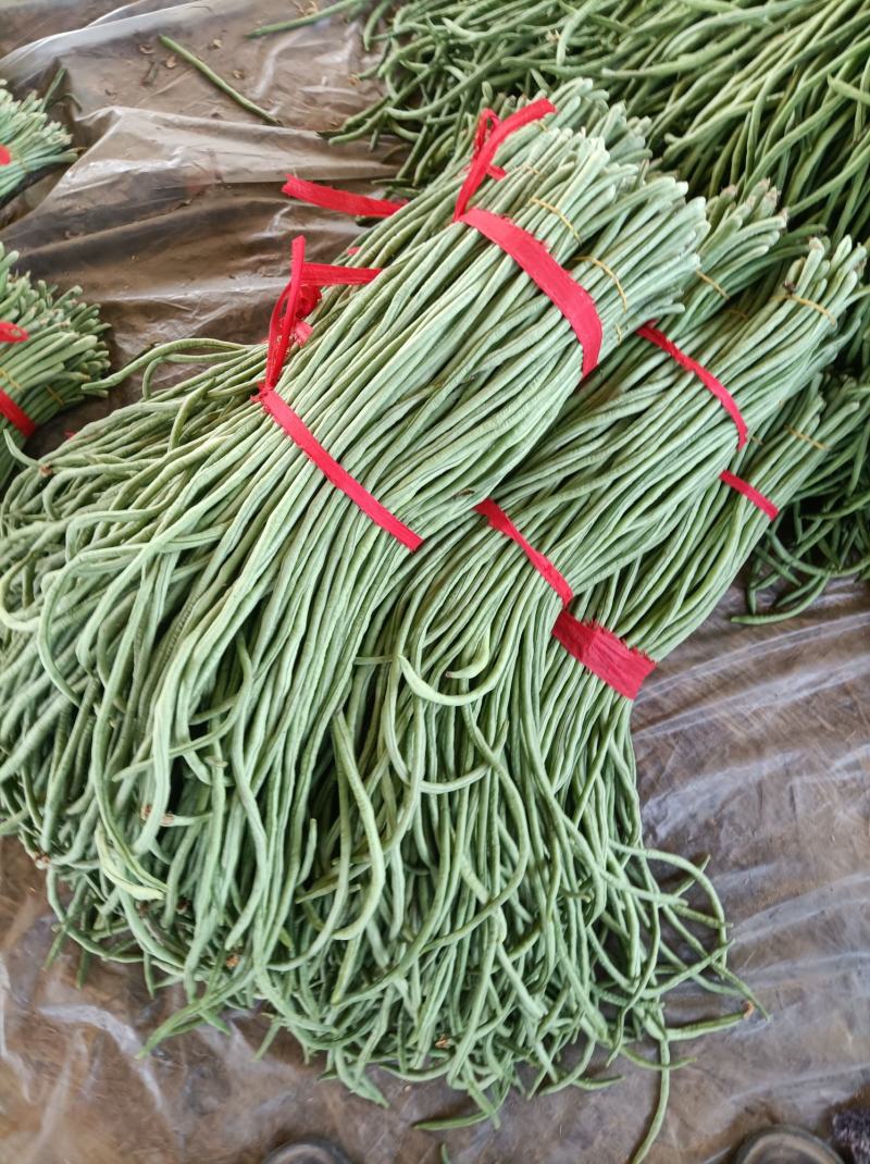 新乐市豆角8月份大量上市欢迎新老客户前来选购随到随装车