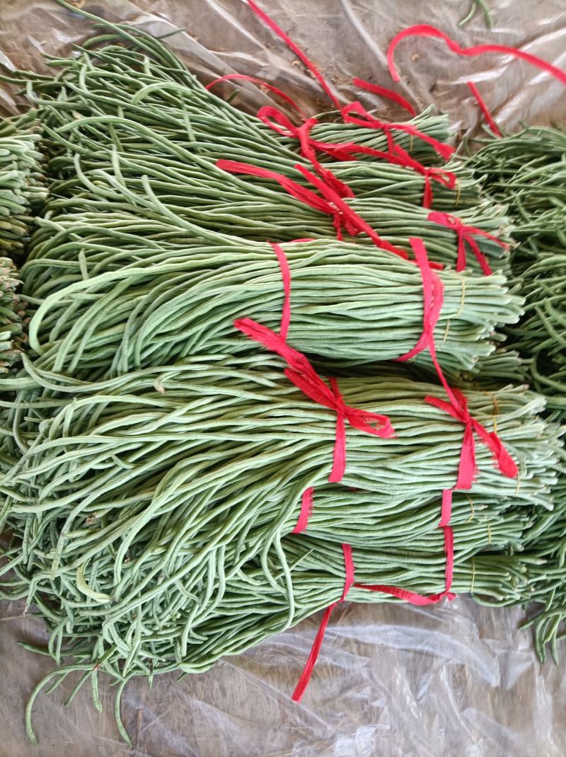 新乐市豆角8月份大量上市欢迎新老客户前来选购随到随装车