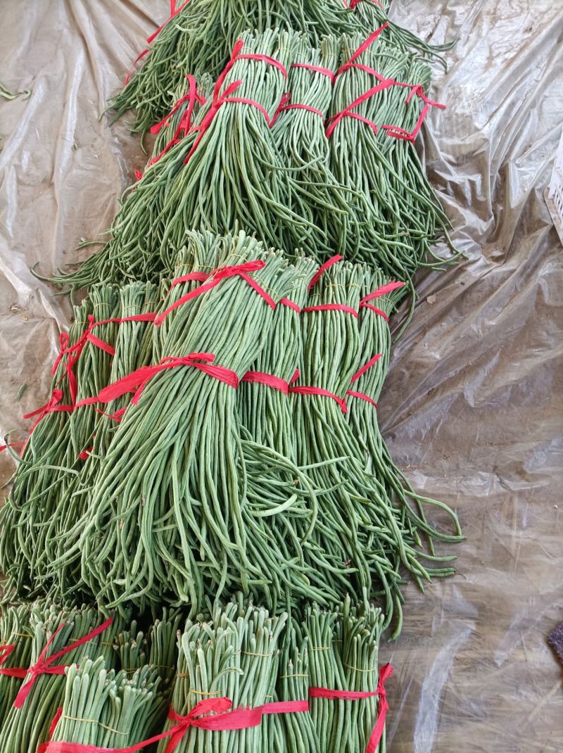 新乐市豆角8月份大量上市欢迎新老客户前来选购随到随装车