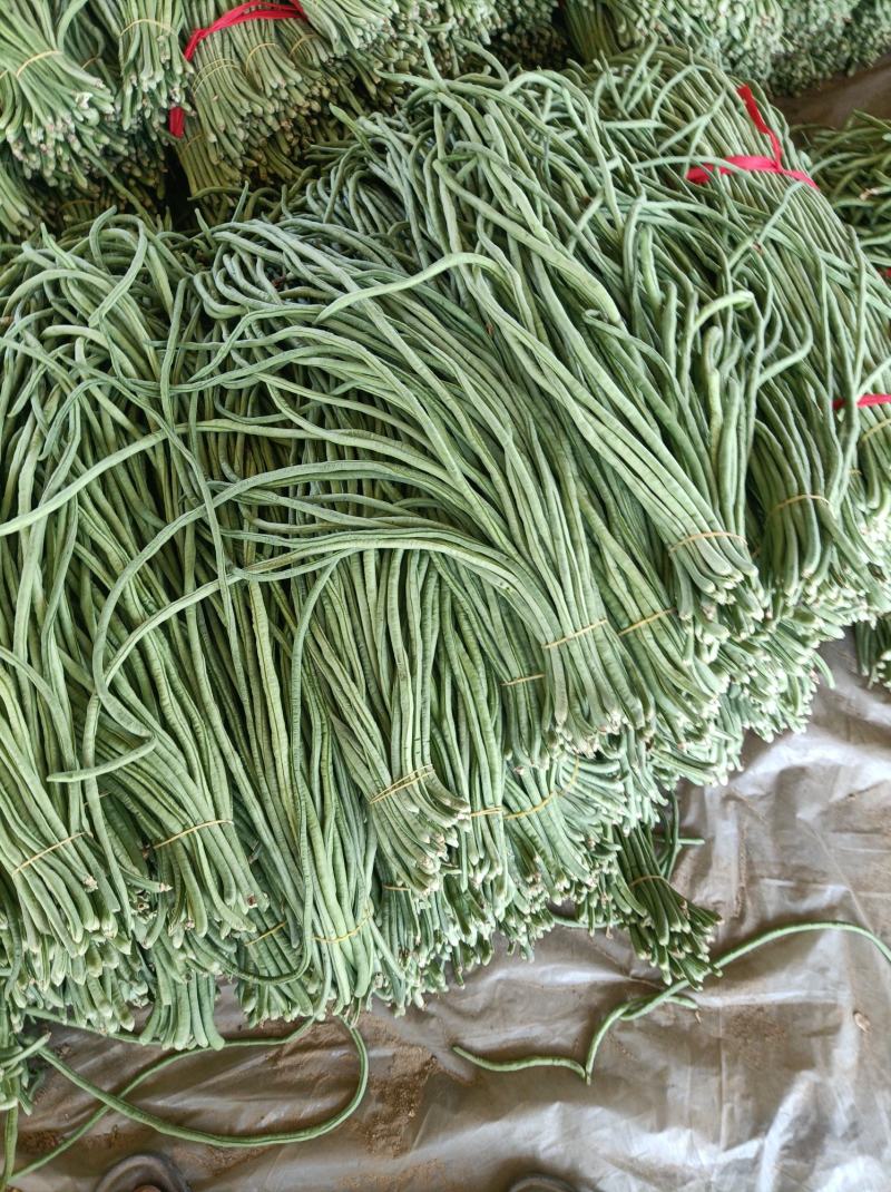 新乐市豆角8月份大量上市欢迎新老客户前来选购随到随装车