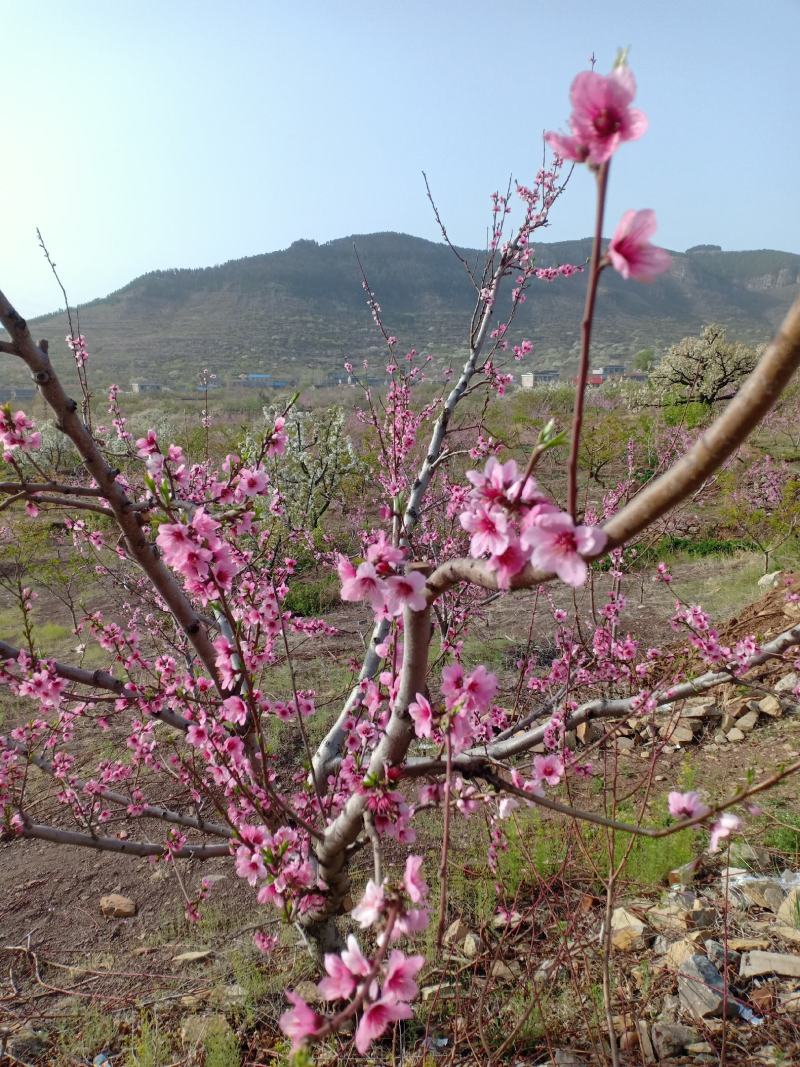 沂蒙山区里的优质大冬桃，精品冬桃
