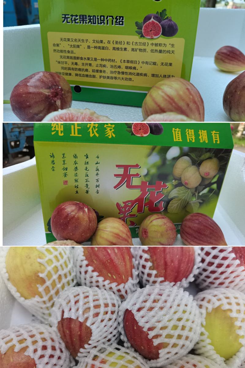 江苏无花果