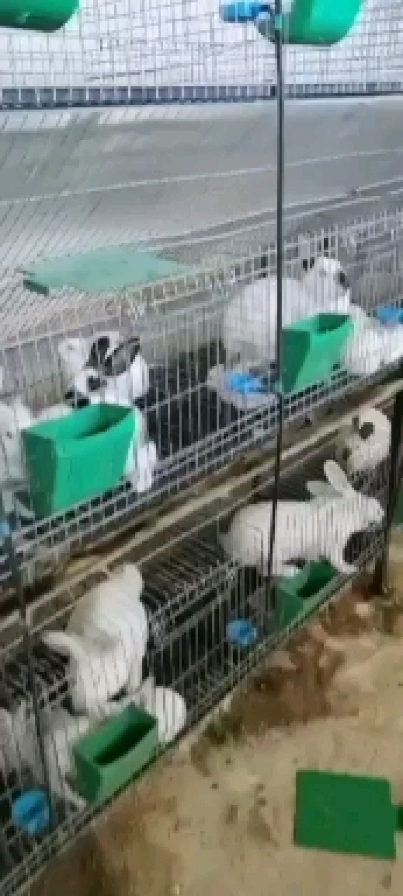 种兔，肉兔