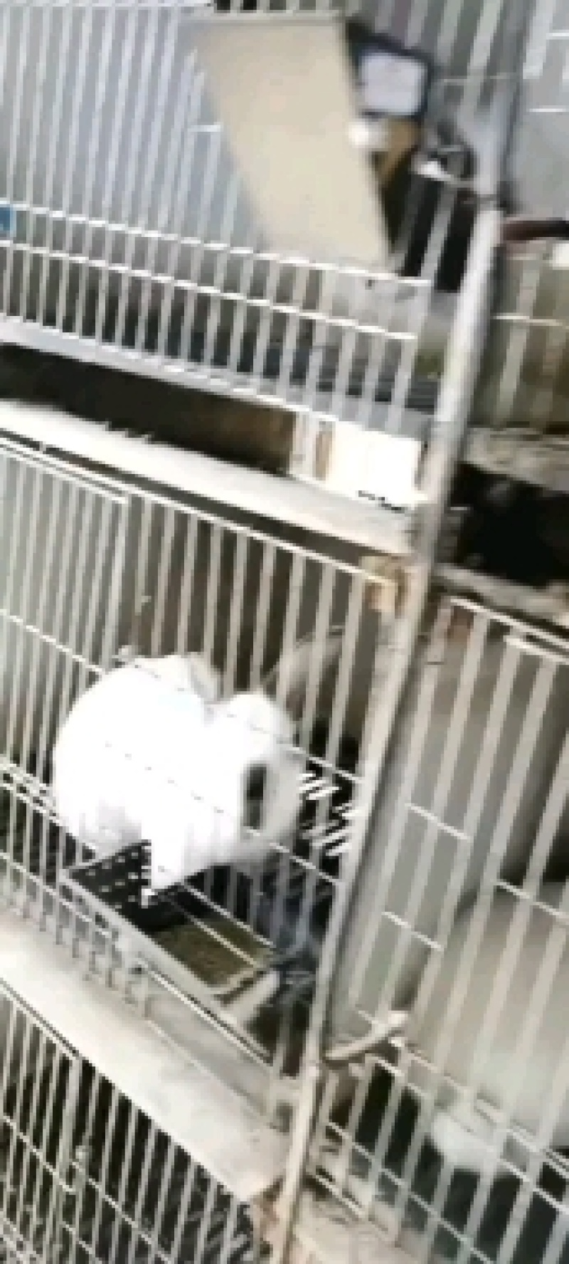 种兔，肉兔