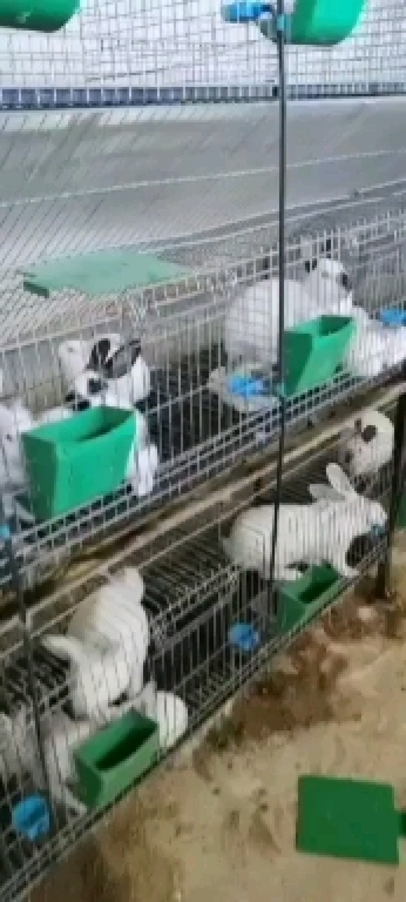 种兔，肉兔