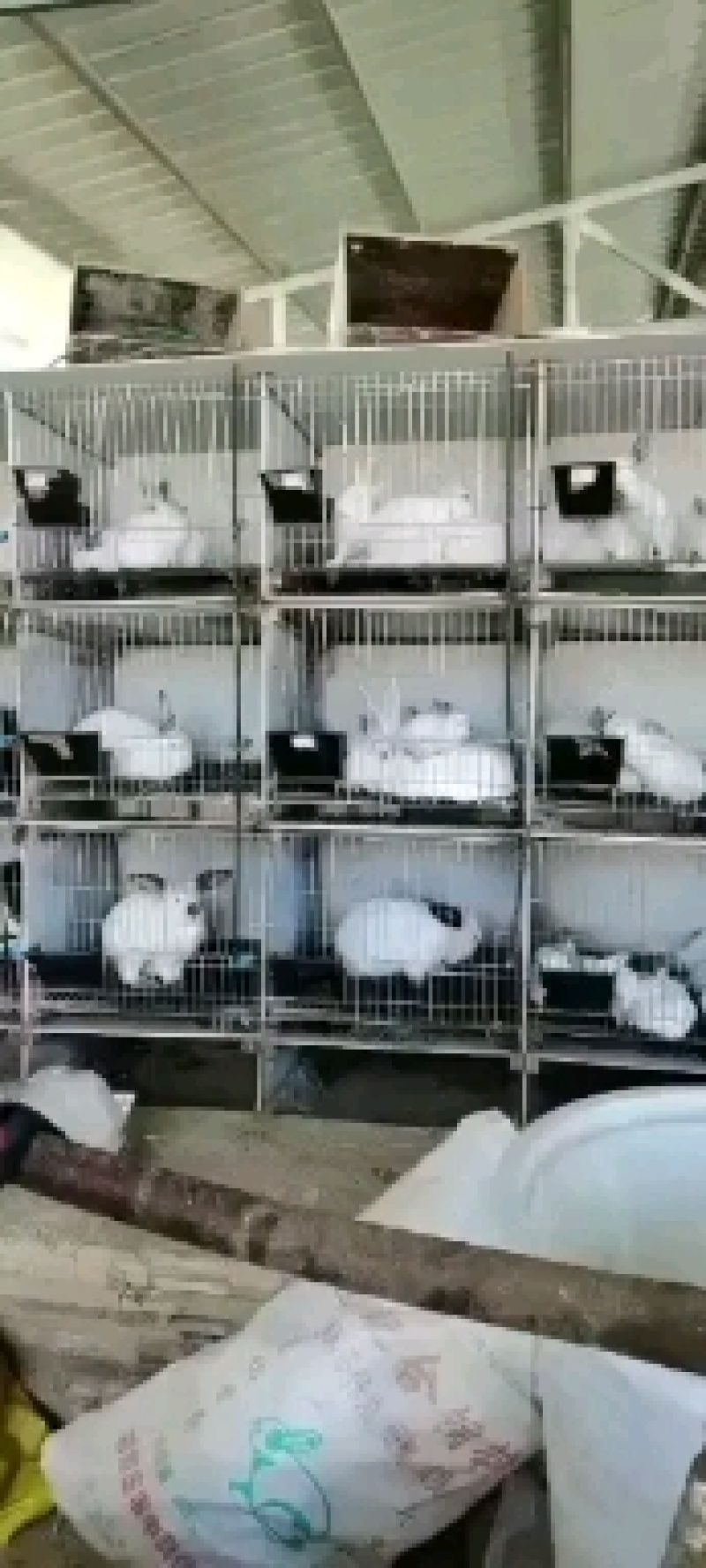 种兔，肉兔