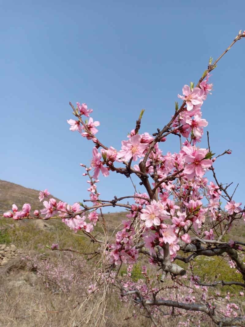 沂蒙山区里的优质大冬桃，精品冬桃