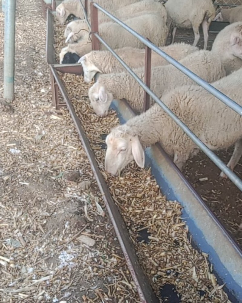 自家繁殖多胎肉羊，繁殖母羊保揣大母羊，绵羊母羔公羔保健康