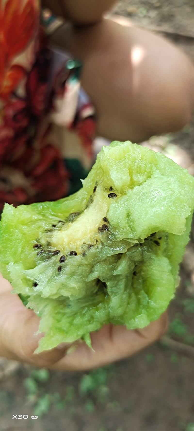 徐香猕猴桃河南徐香猕猴桃产地直发/一手货源